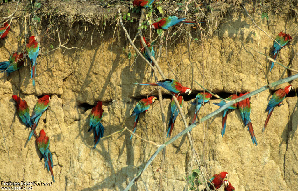 Red-and-green Macawadult, feeding habits, Behaviour