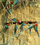 Red-and-green Macaw