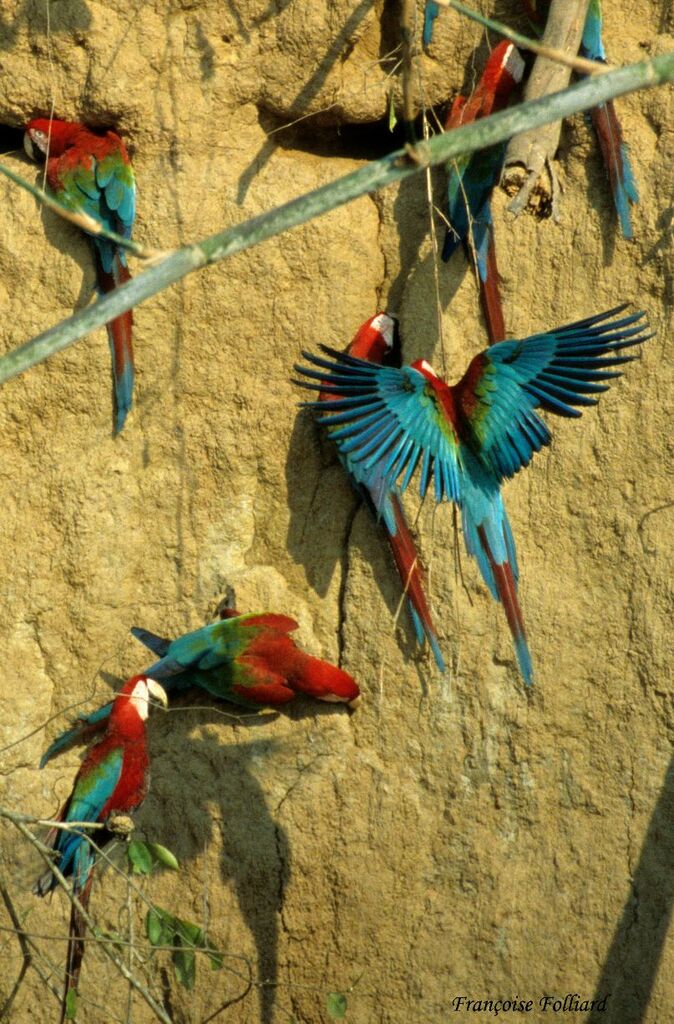 Red-and-green Macawadult, feeding habits, Behaviour