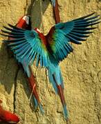 Red-and-green Macaw