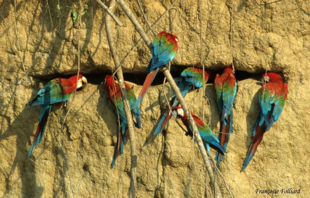 Red-and-green Macawadult, feeding habits, Behaviour