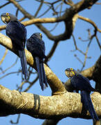 Hyacinth Macaw