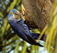 Hyacinth Macaw