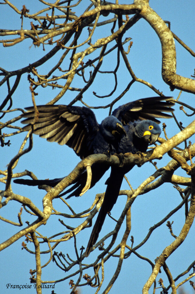 Hyacinth Macaw , identification, Behaviour