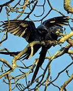 Hyacinth Macaw