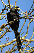 Hyacinth Macaw