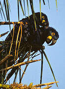 Hyacinth Macaw