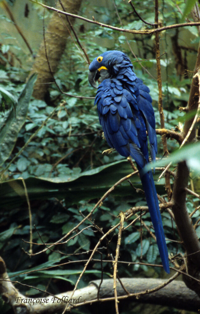 Hyacinth Macawadult, identification