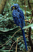 Hyacinth Macaw