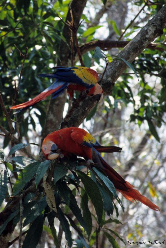 Scarlet Macaw , identification, feeding habits