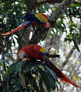 Scarlet Macaw