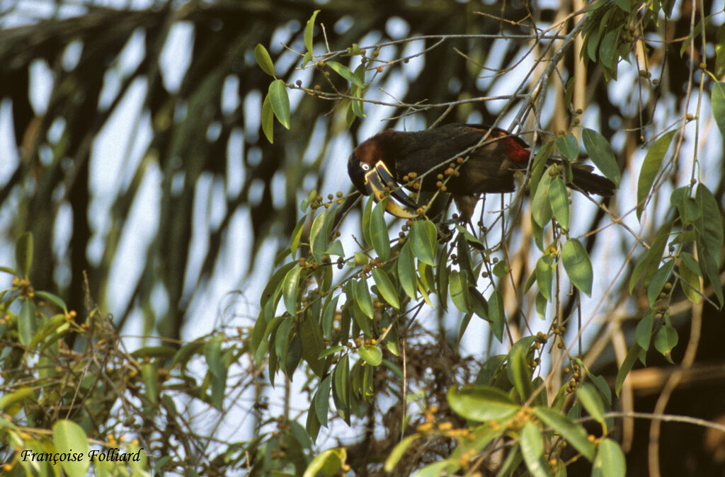 Chestnut-eared Aracariadult, identification, feeding habits