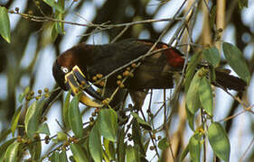 Chestnut-eared Aracari