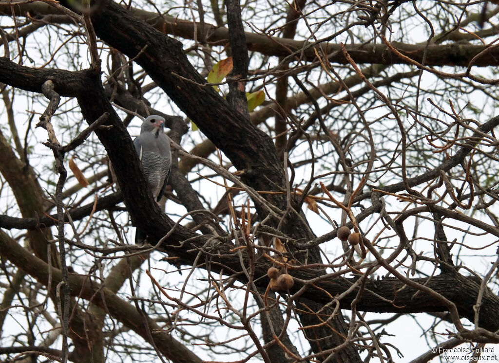 Lizard Buzzard