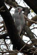 Lizard Buzzard