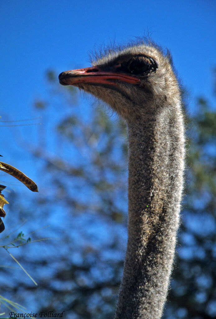 Common Ostrich male adult, identification