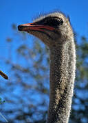 Common Ostrich