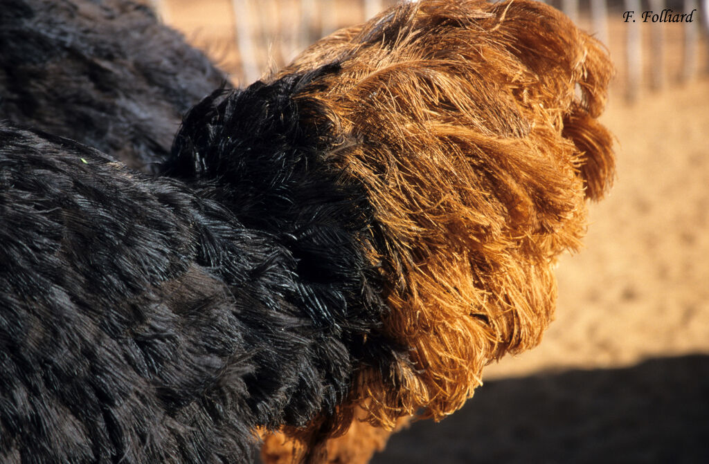 Common Ostrich male adult, identification