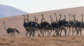 Common Ostrich