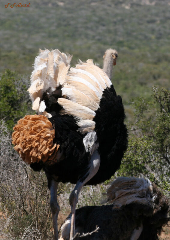 Common Ostrich adult breeding, Behaviour