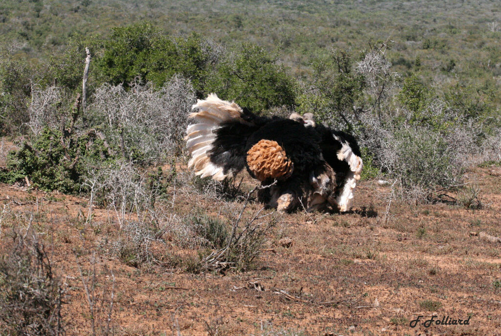 Common Ostrich adult breeding, Behaviour