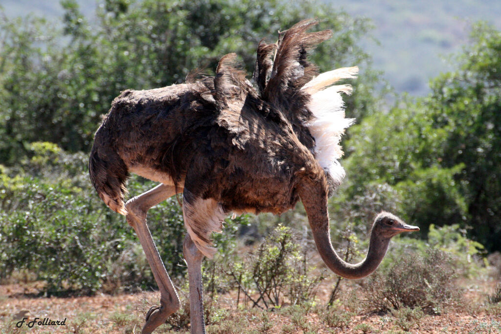 Autruche d'Afrique femelle adulte, identification