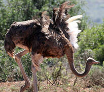 Common Ostrich