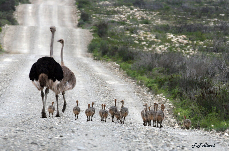Common Ostrich , identification, Behaviour