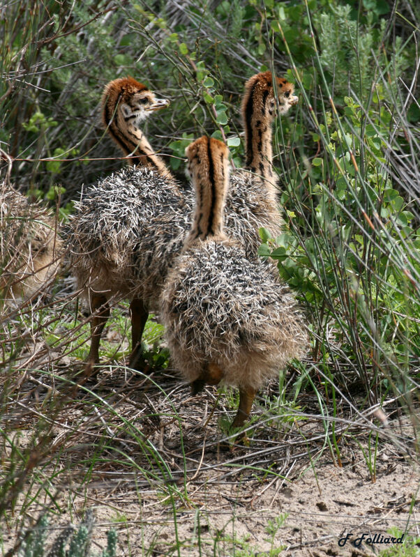 Common Ostrichjuvenile, identification