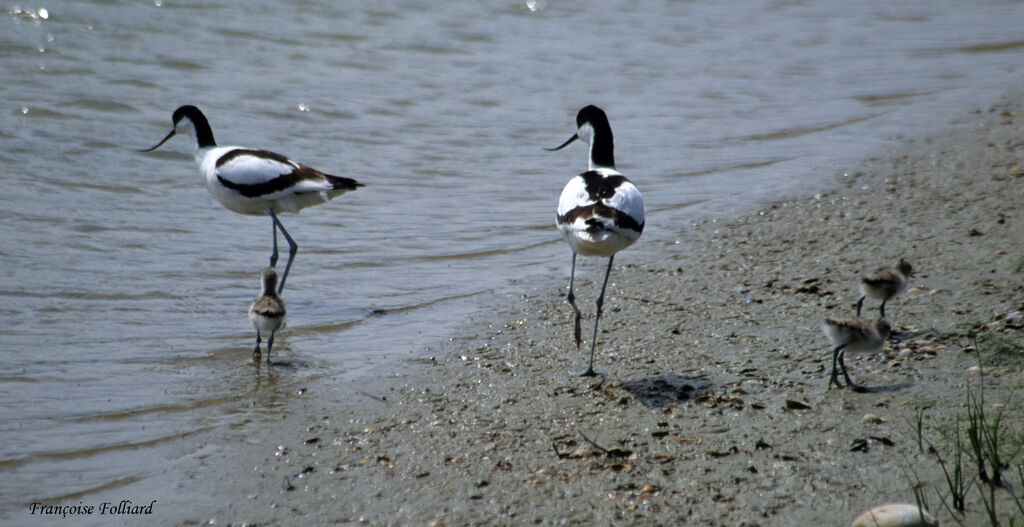 Avocette élégante , identification