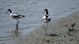 Avocette élégante