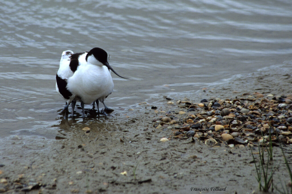 Pied Avocet, Behaviour