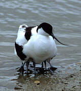 Avocette élégante