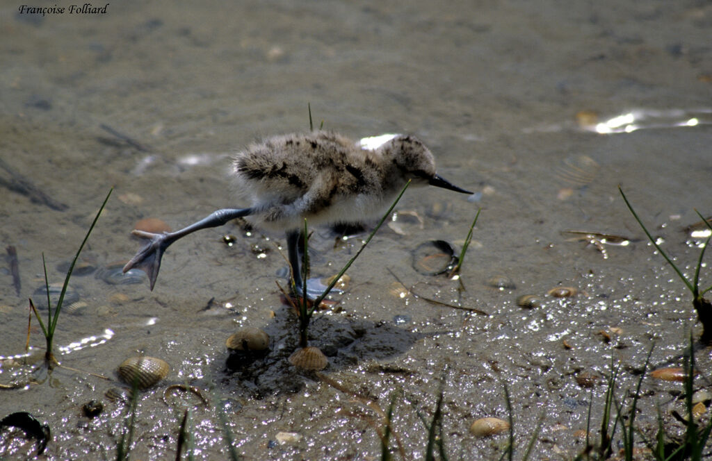 Pied AvocetFirst year, identification