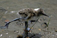 Avocette élégante