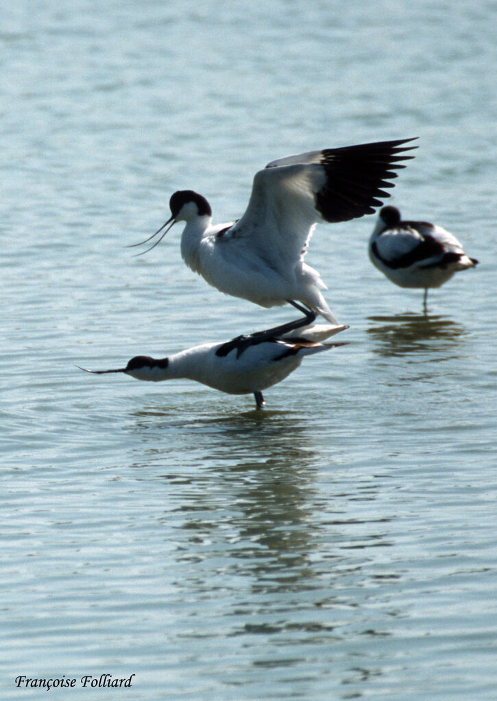 Avocette élégante adulte, Comportement