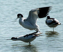 Avocette élégante