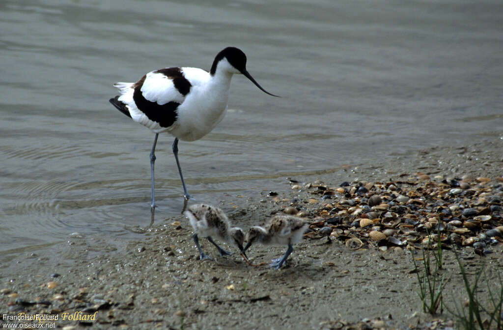 Avocette élégante, régime, Comportement