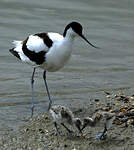 Avocette élégante