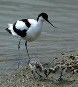 Pied Avocet