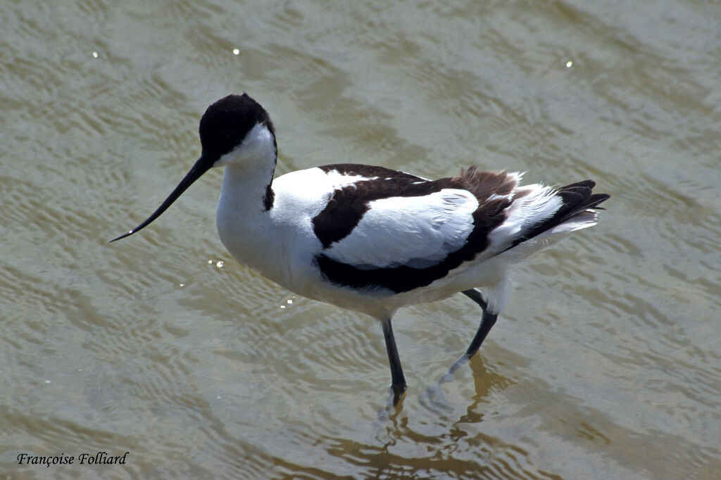 Pied Avocetadult, identification