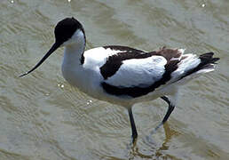 Avocette élégante