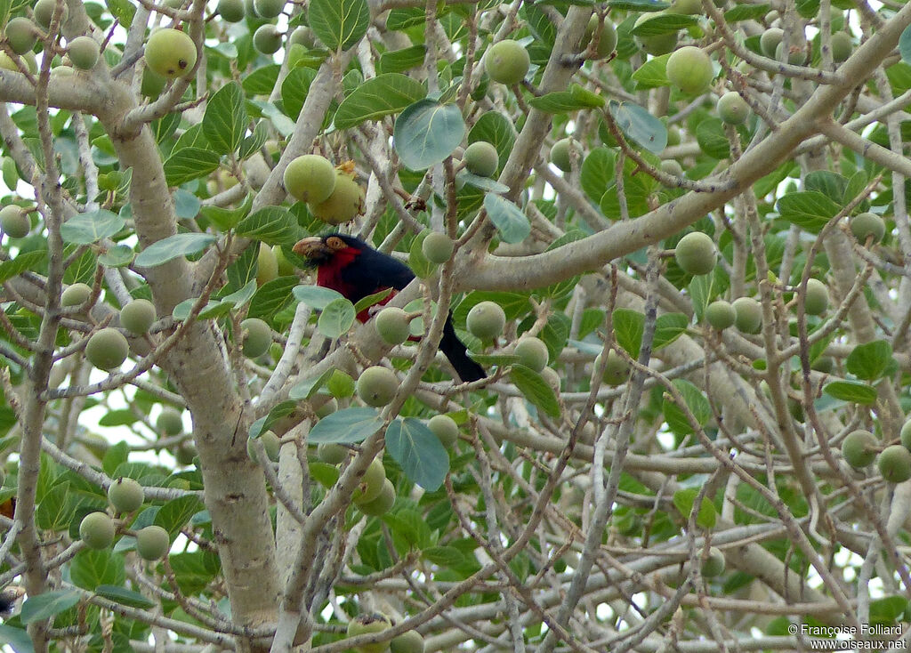 Barbican à poitrine rouge, identification, régime, mange