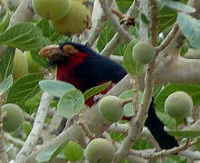 Bearded Barbet