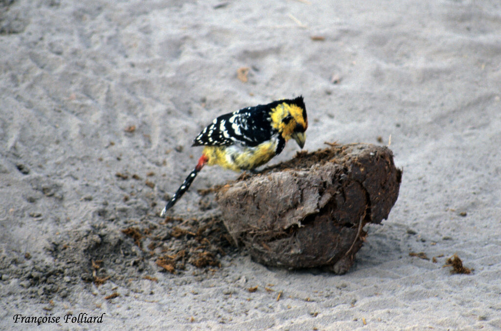 Crested Barbetadult, identification, feeding habits