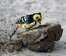 Crested Barbet