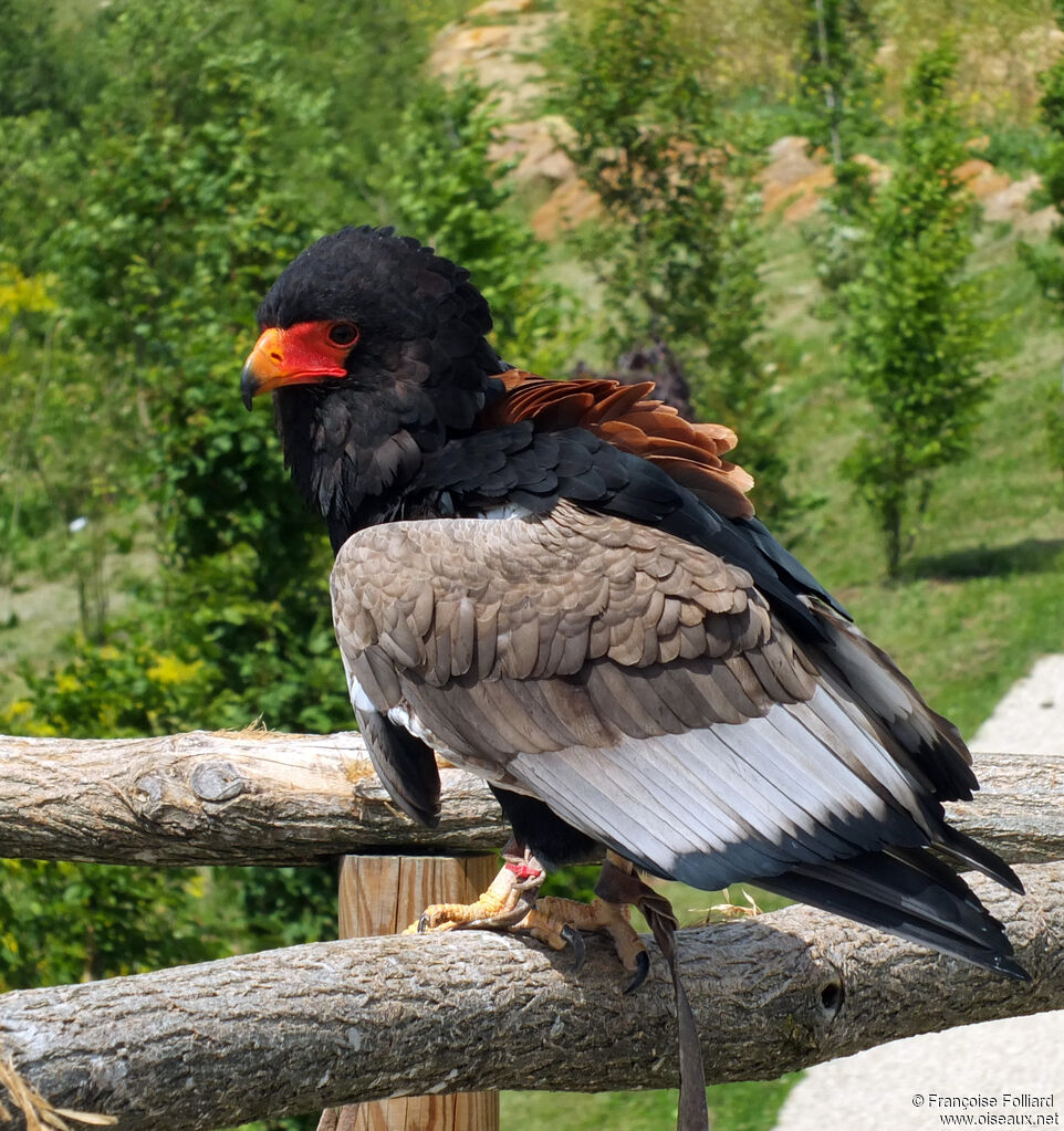 Bateleur des savanes