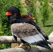 Bateleur des savanes