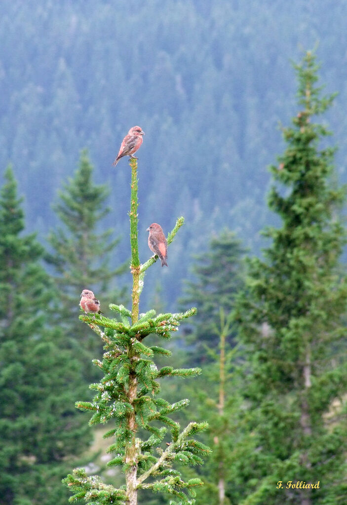 Bec-croisé des sapins mâle, identification