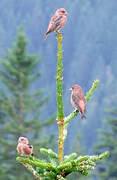 Red Crossbill